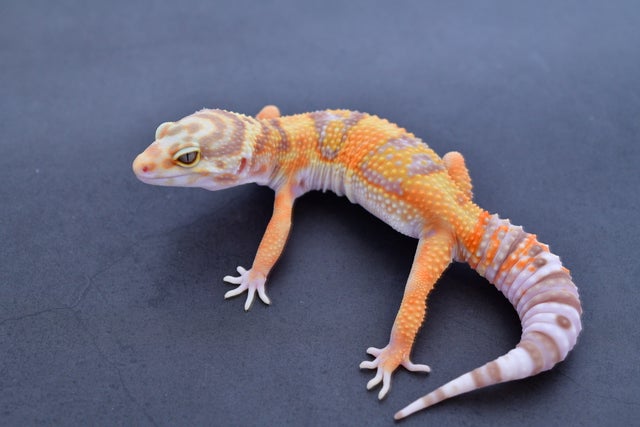 Rainwater Albinos | Geckoboa