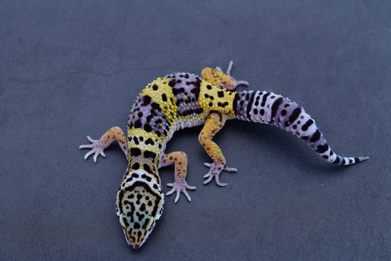 Blizzard Leopard Gecko For Sale - Imperial Reptiles – IMPERIAL REPTILES \u0026  EXOTICS, image size:1280x853