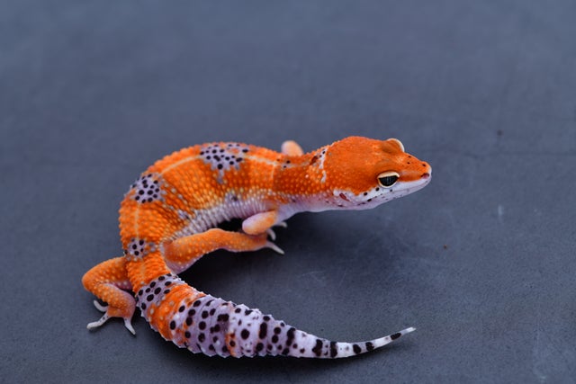 All available Leopard Geckos | Geckoboa
