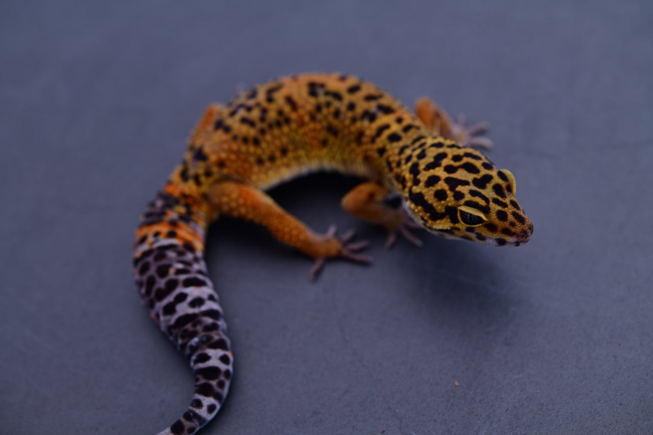 Super Hypo Mack Snow Eclipse W/Y Leopard Gecko Female E-J10