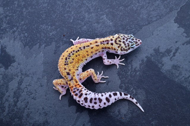 Rainwater Albinos | Geckoboa