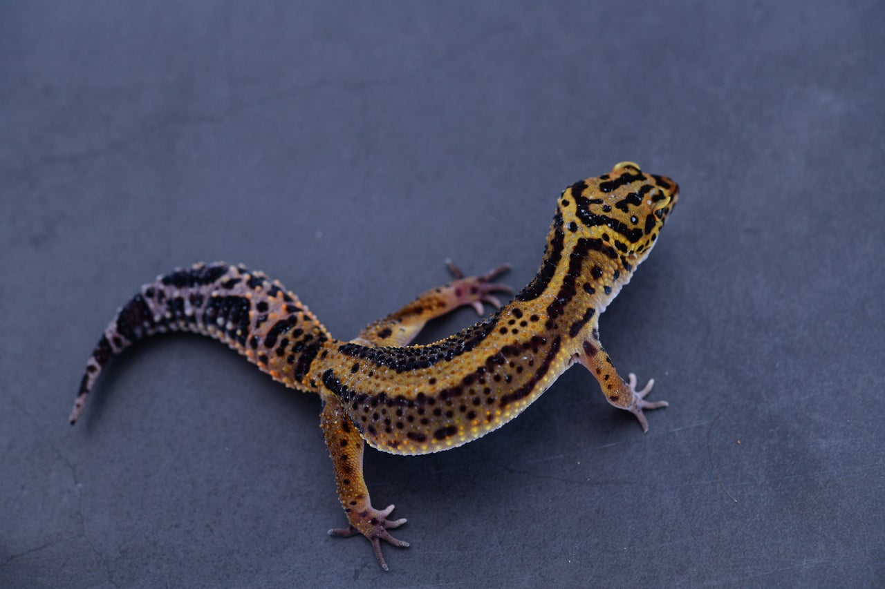 25 Popular Leopard Gecko Morphs, image size:1280x853