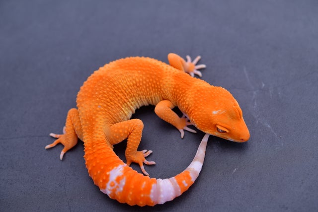 All available Leopard Geckos | Geckoboa