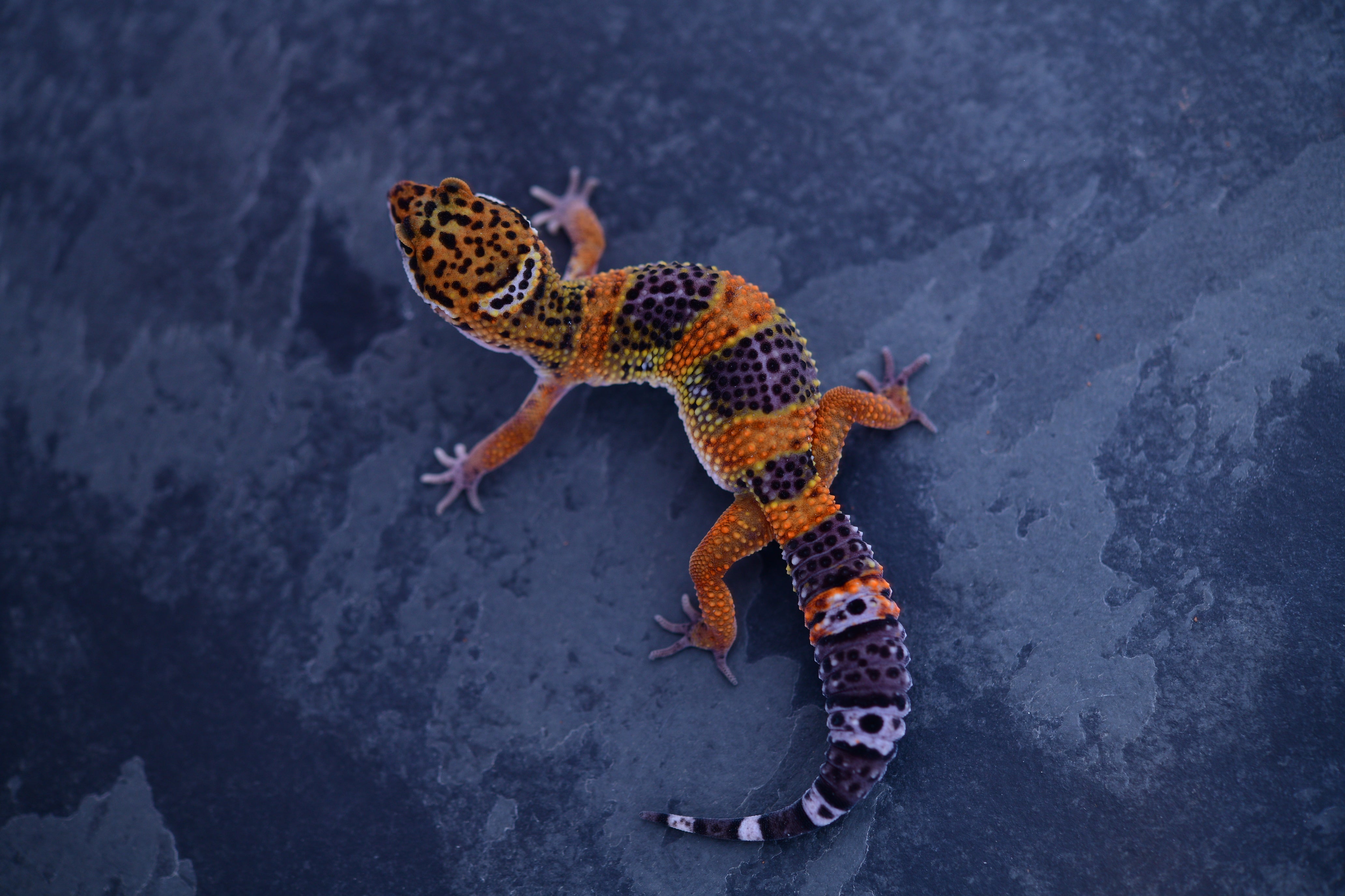 Z154 - Purple Head/Black Night cross - Male* | Geckoboa Z154 - Purple Head/Black Night cross - Male* | Geckoboa