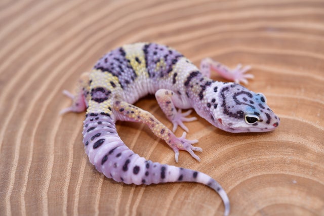 Vanilla Project | Geckoboa