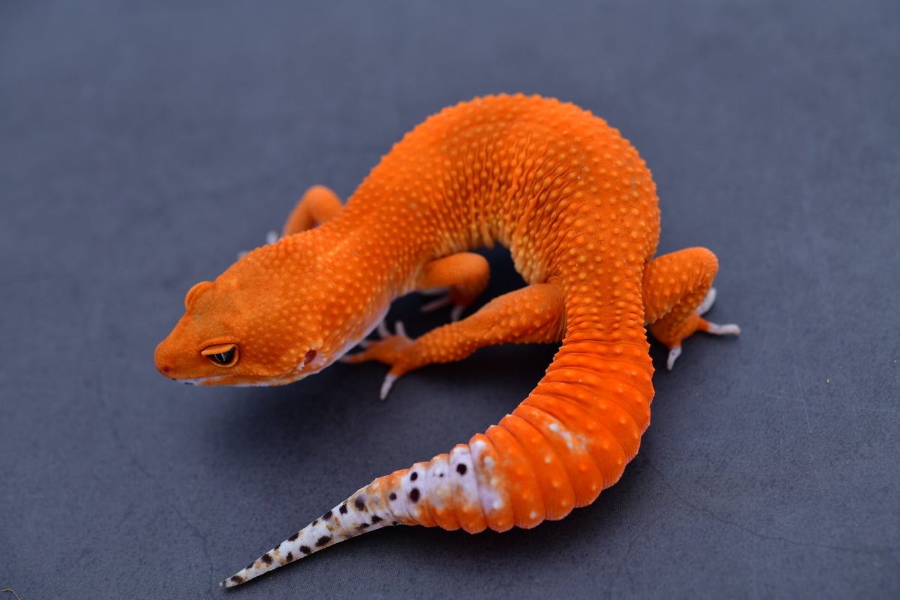 All available Leopard Geckos | Geckoboa