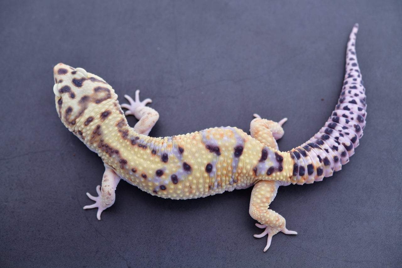 Tangerine bolds and firebolds | Geckoboa