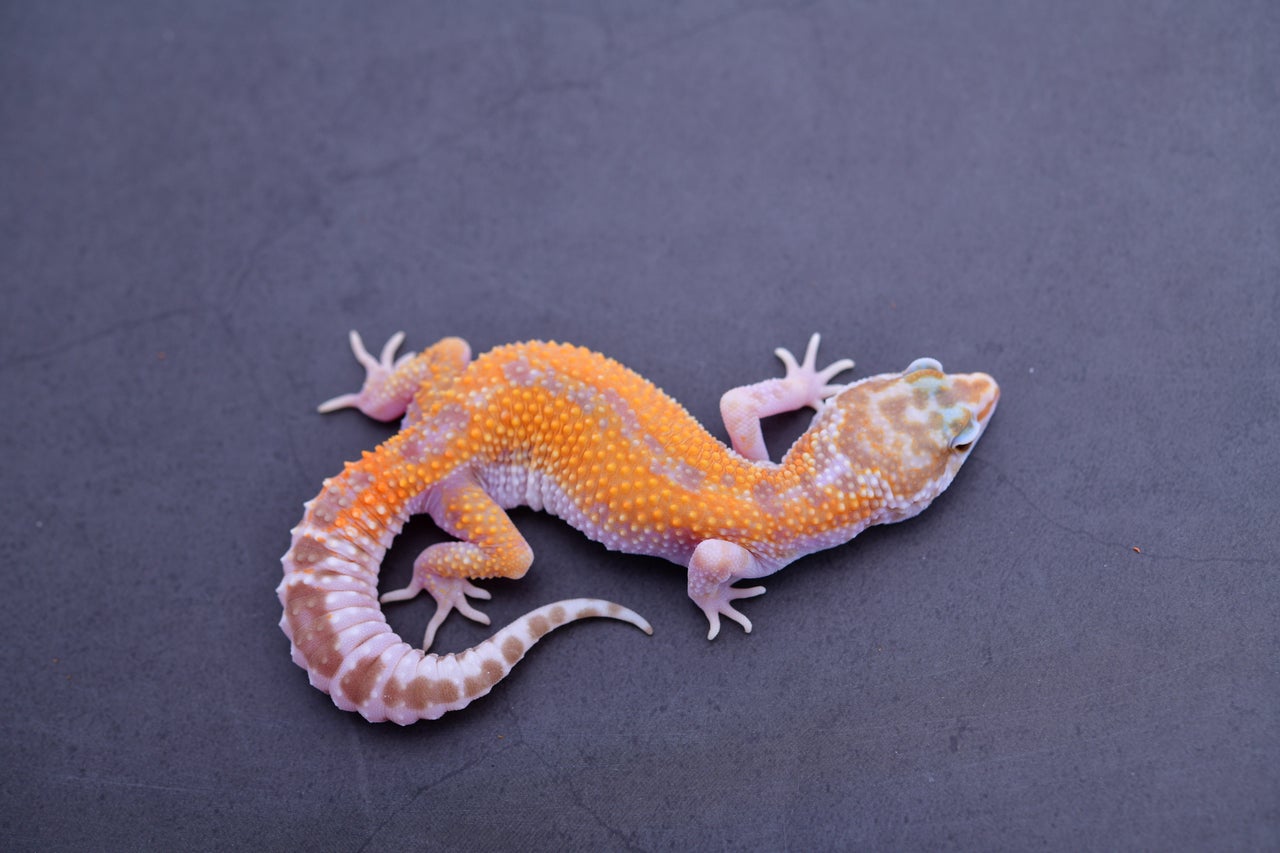 Pastel Leopard het Desert Ghost 66% het Clown - Male - Morph