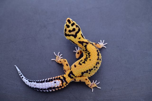 Tangerine bolds and firebolds | Geckoboa