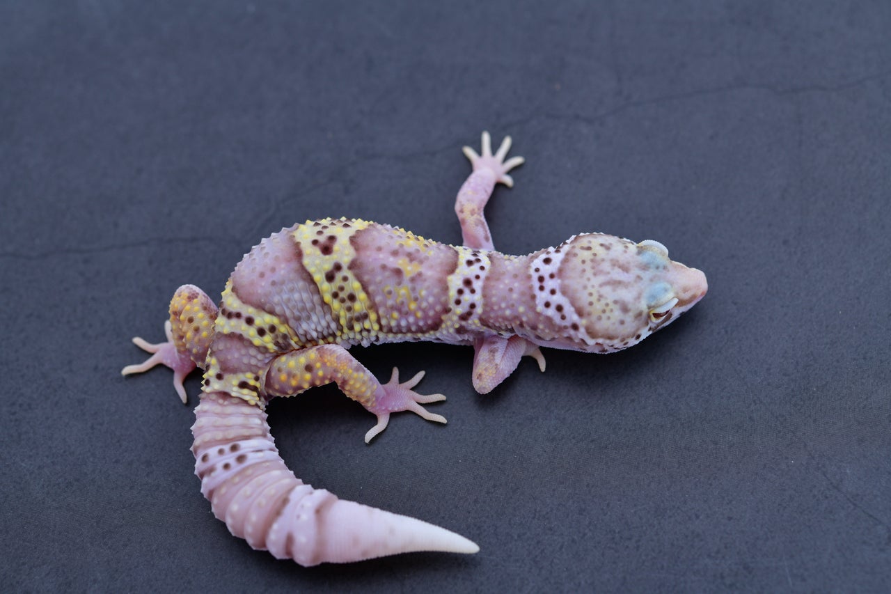 PRGR - 【gekko】 $_57.JPG?set_id=880000500F