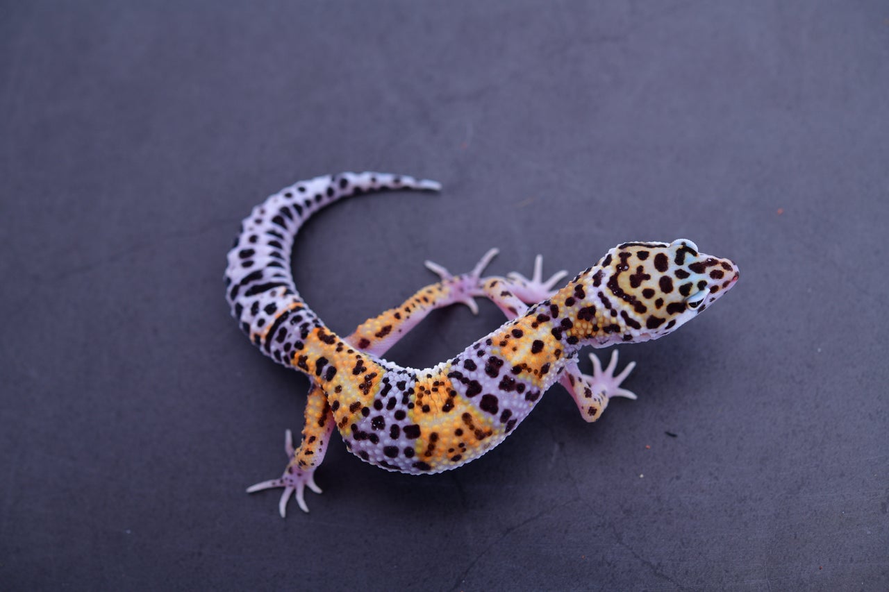 Super Hypo Mack Snow Eclipse W/Y Leopard Gecko Female E-J10