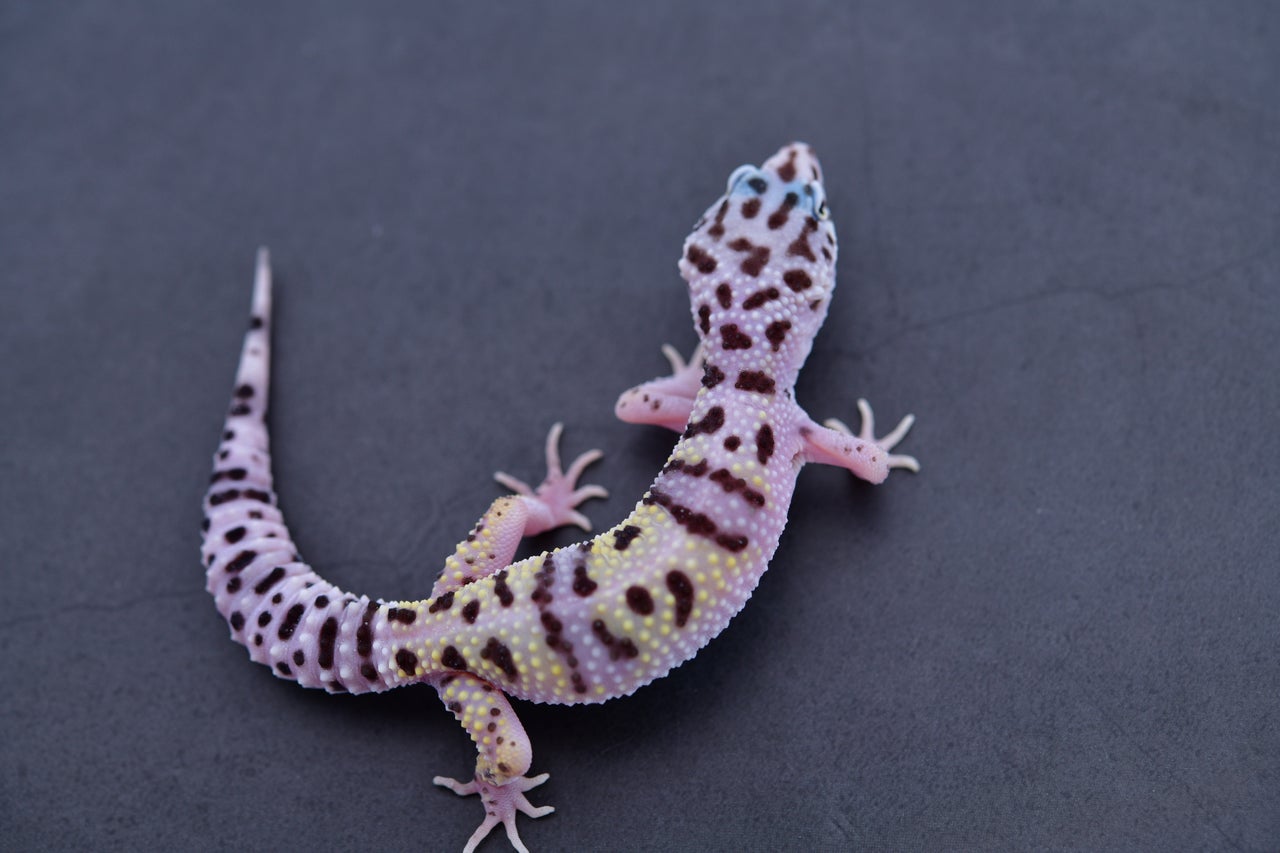 All available Leopard Geckos | Geckoboa