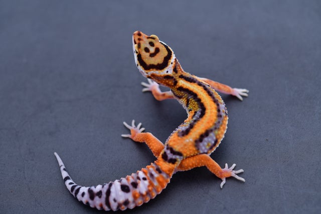 その他 Leopard Geckos Tangerine W/Y Eclipse Leopard Gecko Female C-D2-70222-1