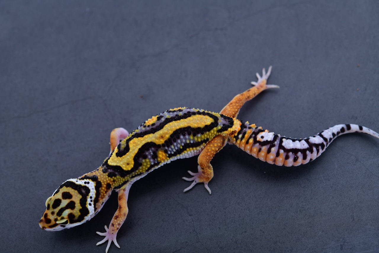 PRGR - 【gekko】 $_57.JPG?set_id=880000500F