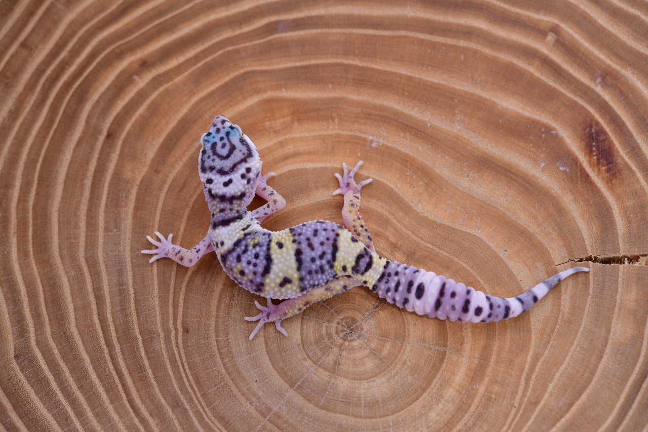 Vanilla Project | Geckoboa