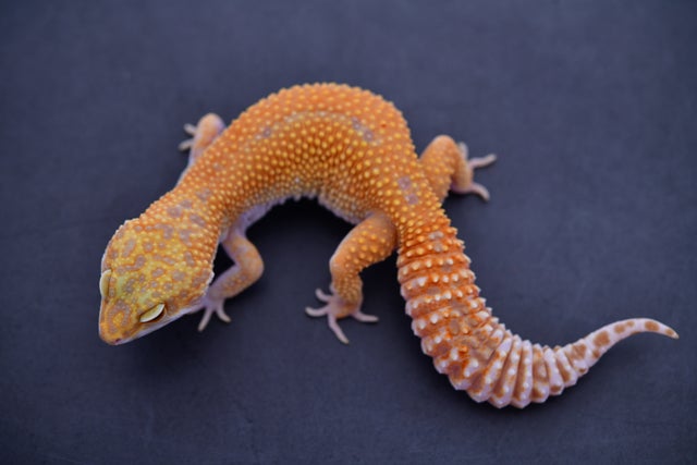 その他 Leopard Geckos 2023 2.8 Group Of Leopard Geckos (1 Pet Only) Leopard Geckos