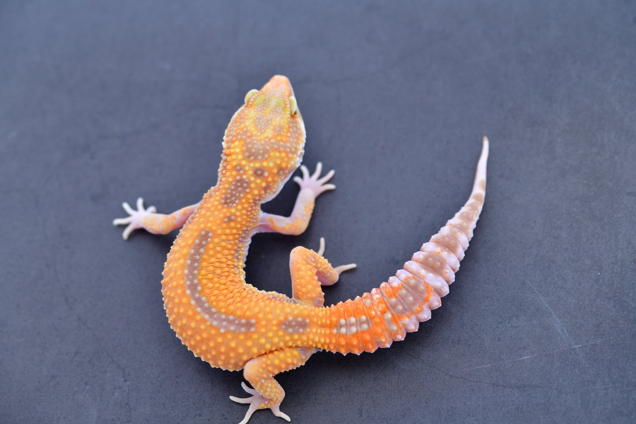 Cipher leopard geckos for sale | Geckoboa