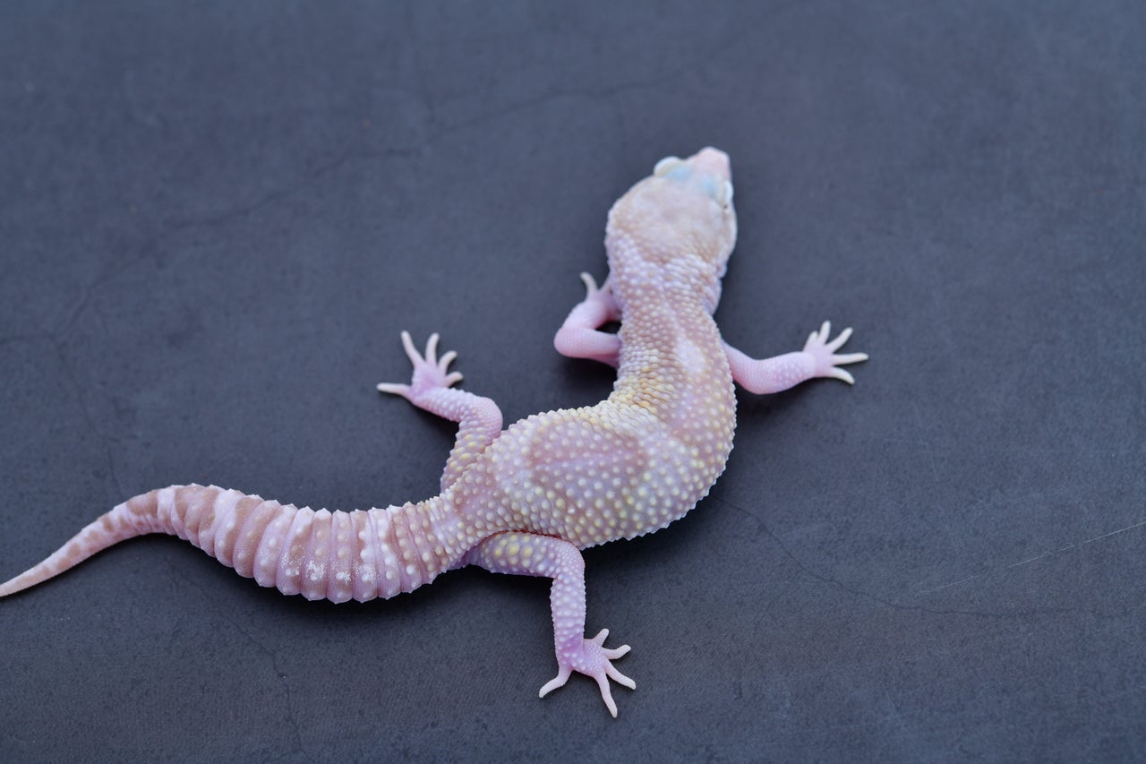 All available Leopard Geckos | Geckoboa