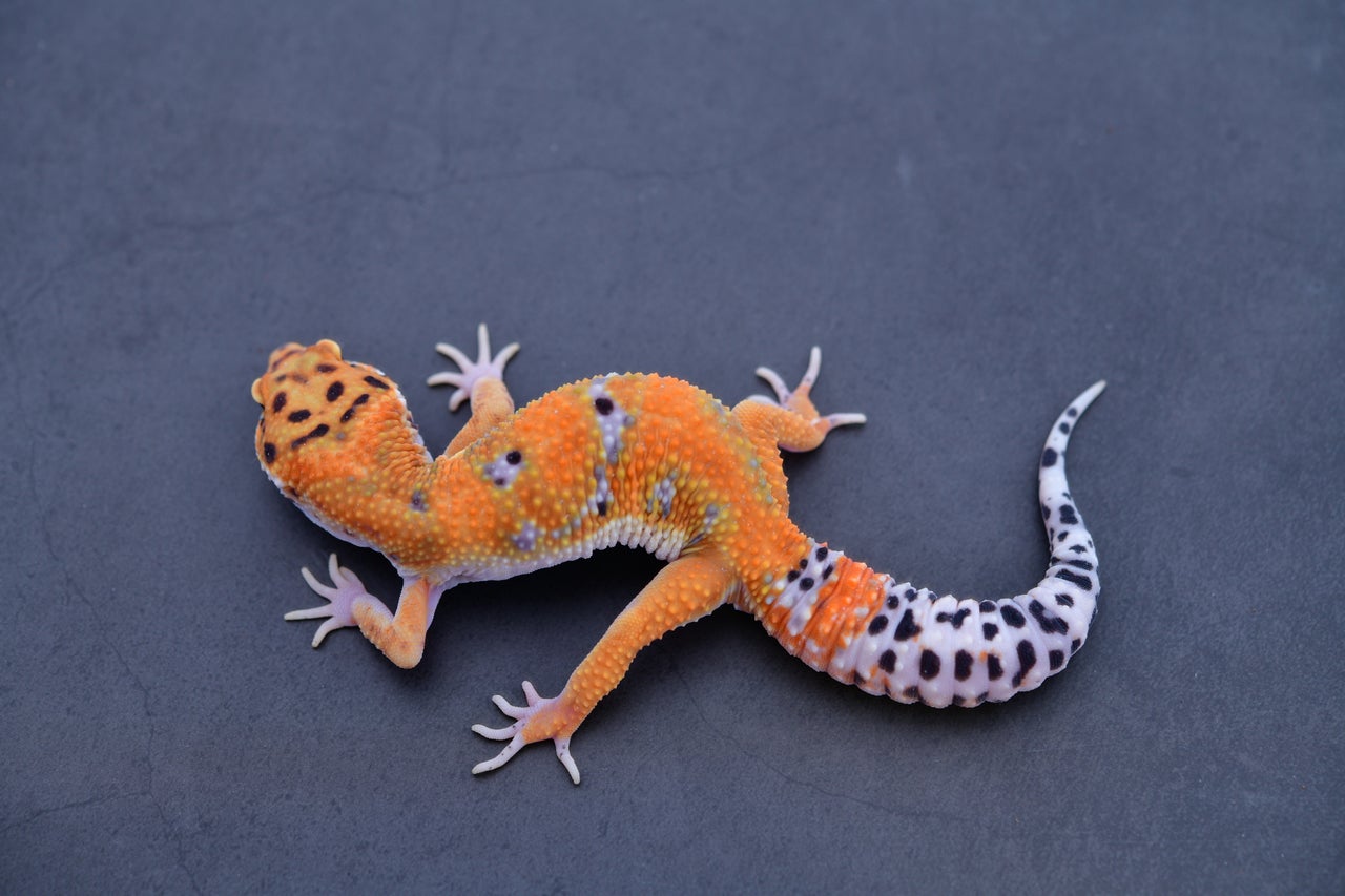 Bold jungle leopard gecko for sale | Baby bold leopard geckos, image size:1280x853
