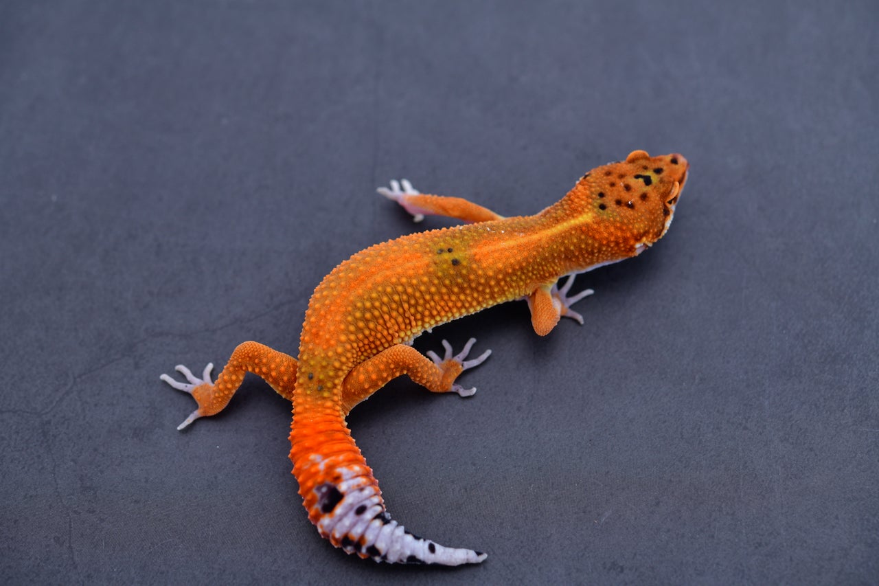 Pet Only Leopard Geckos | Geckoboa