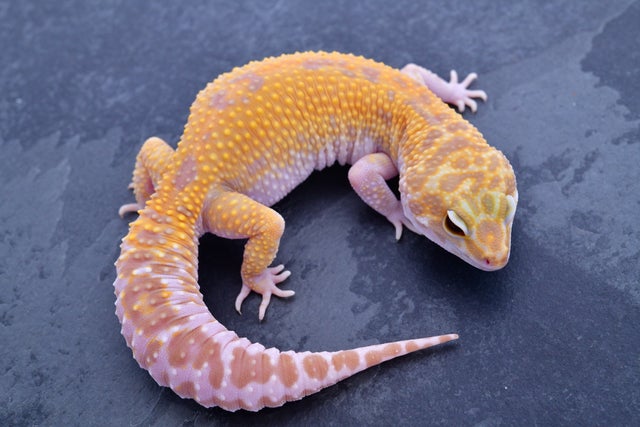 Cipher leopard geckos for sale | Geckoboa