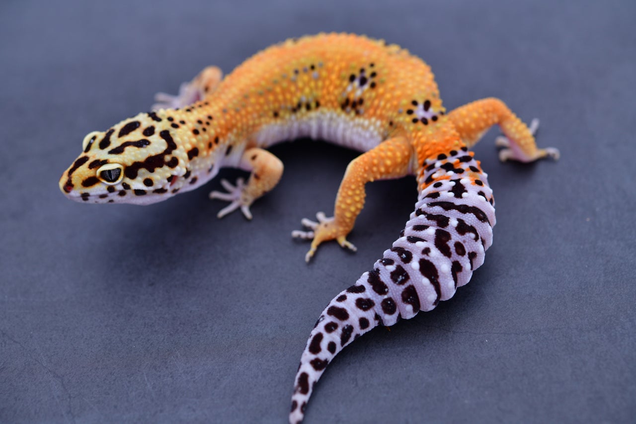 その他 Leopard Geckos 80b073ba-ea23-4610-b4af-