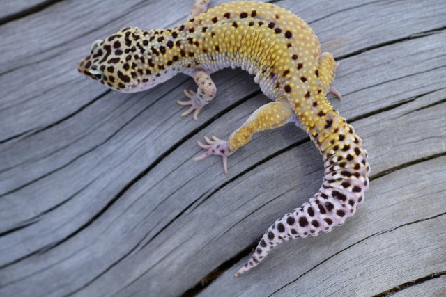 Cipher leopard geckos for sale | Geckoboa