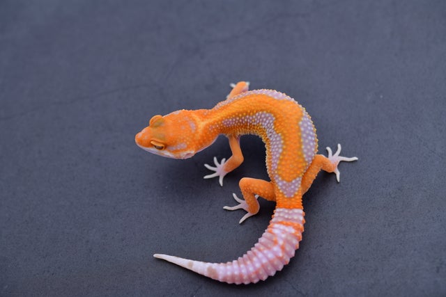All available Leopard Geckos | Geckoboa