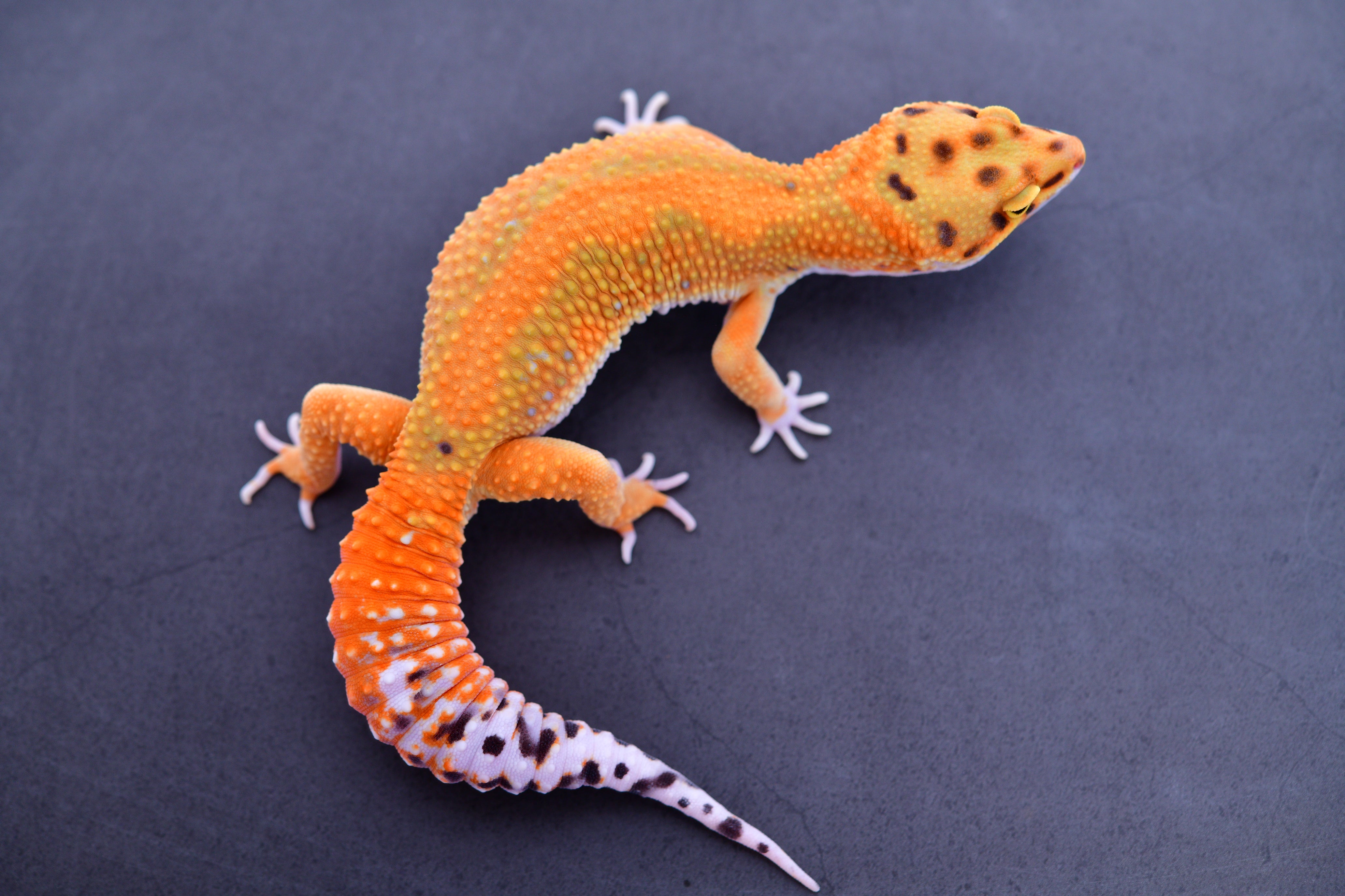 ファイアーバード 高レート化セット Z613 - Firebold/Red Diamond/Bengal line Tangerine Bold
