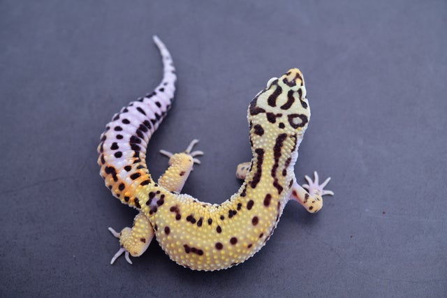Tangerine bolds and firebolds | Geckoboa Tangerine bolds and firebolds | Geckoboa
