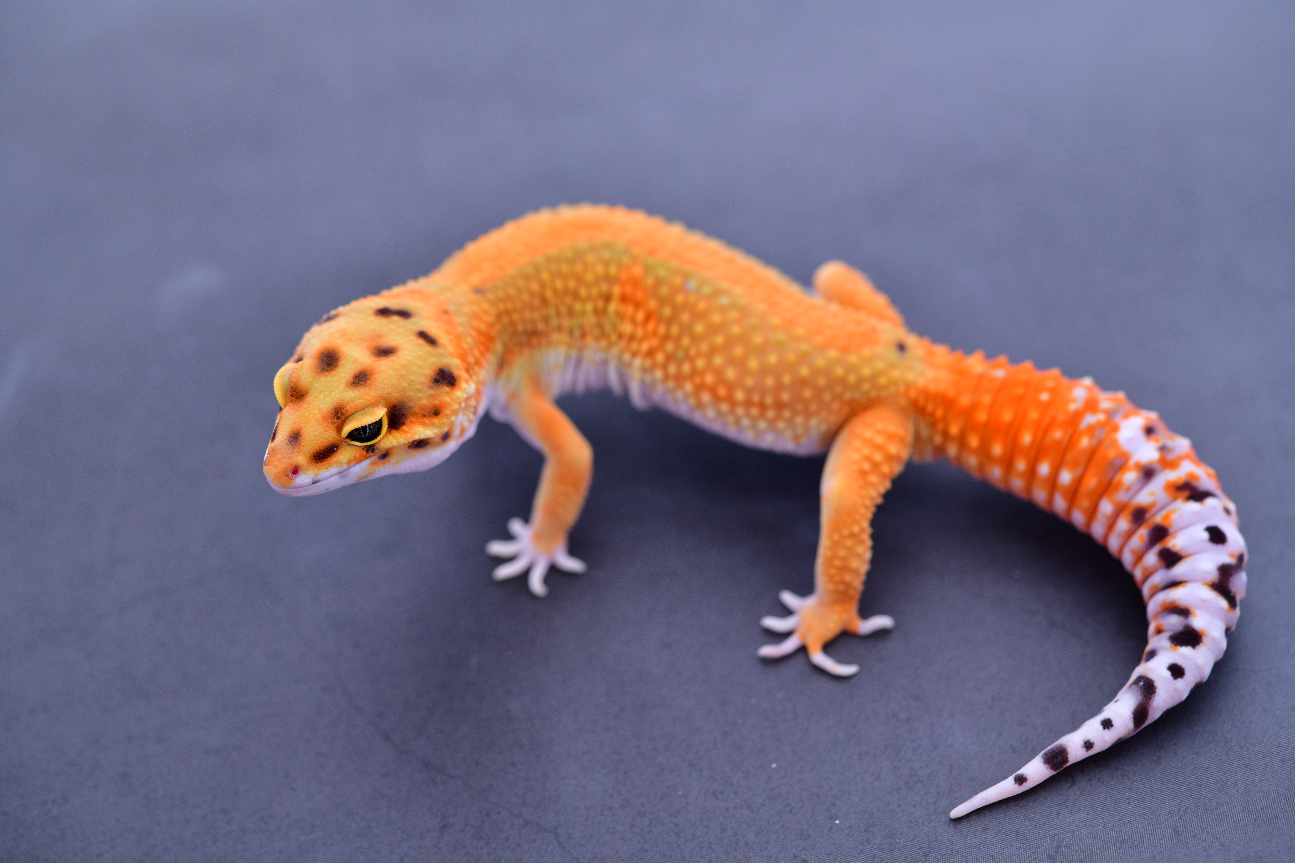 グランドホールセール Z613 Bold Tangerine line Diamond/Bengal Firebold/Red - ワンピース カードゲーム