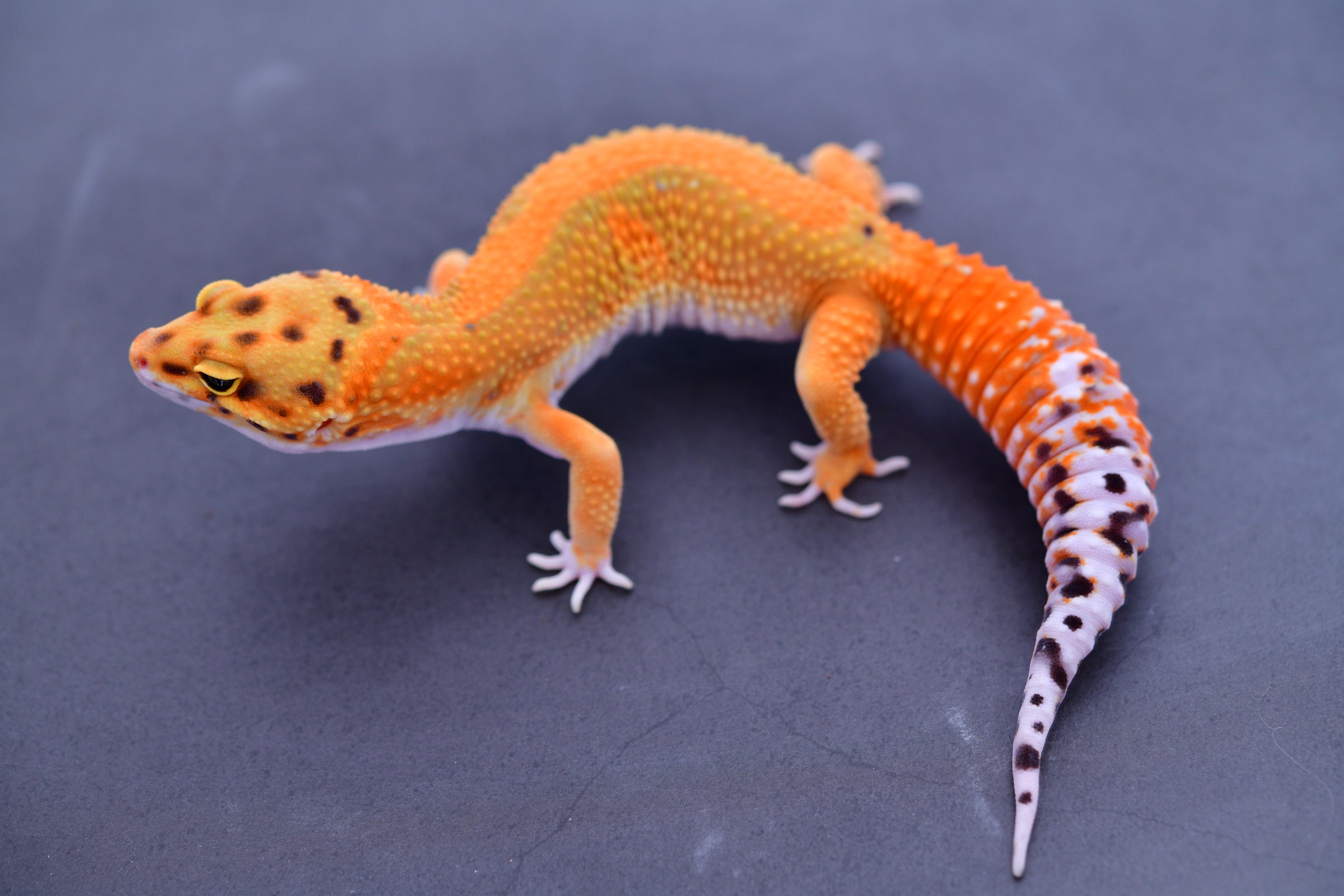 ウェア Fin-ch Floreana5-LIZARD Schmidt's Fringe-fingered Lizard (Acanthodactylus schmidti