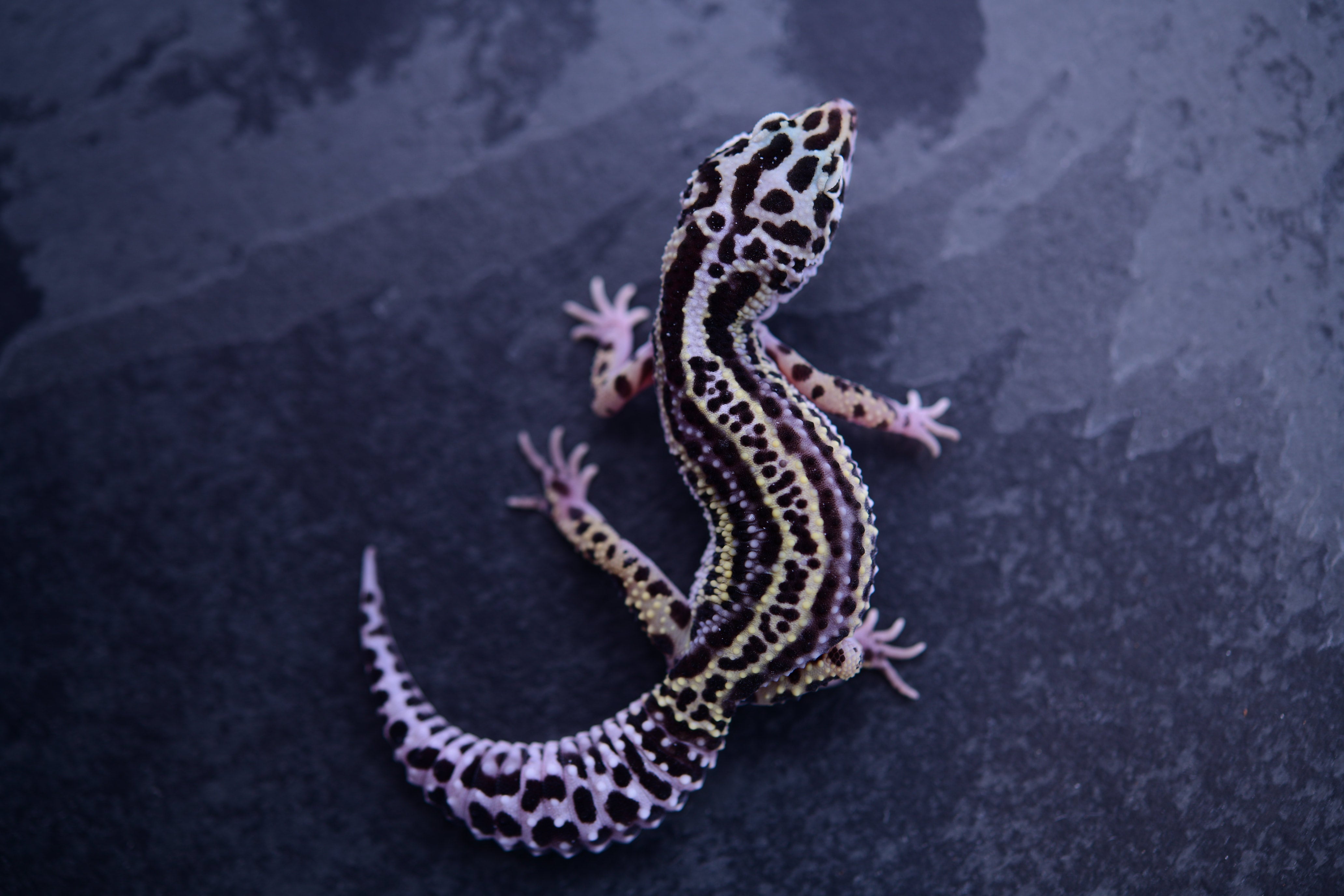 B636 - Mack Lavender Bold Stripe - Female* | Geckoboa