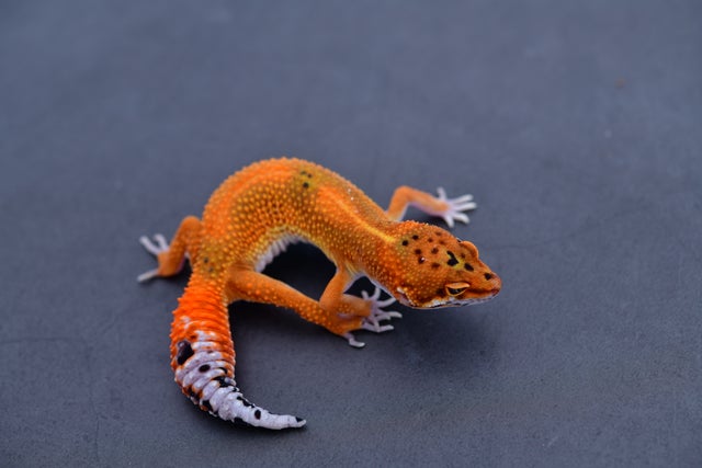 その他 Leopard Geckos Tangerine W/Y Eclipse Leopard Gecko Female C-D2-70222-1