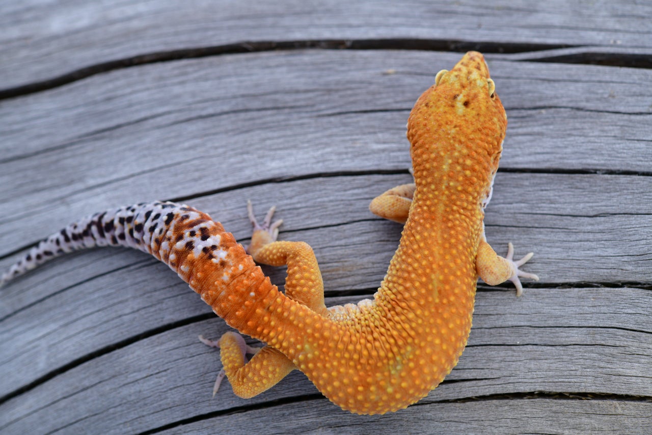 Cipher leopard geckos for sale | Geckoboa