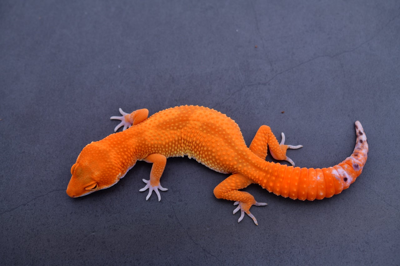 【返品送料無料】 Leopard available All Geckos Geckoboa | 小物