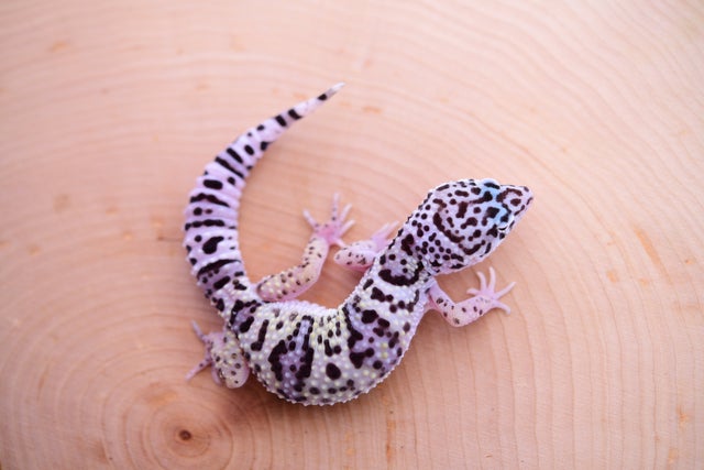 Pet Only Leopard Geckos Geckoboa