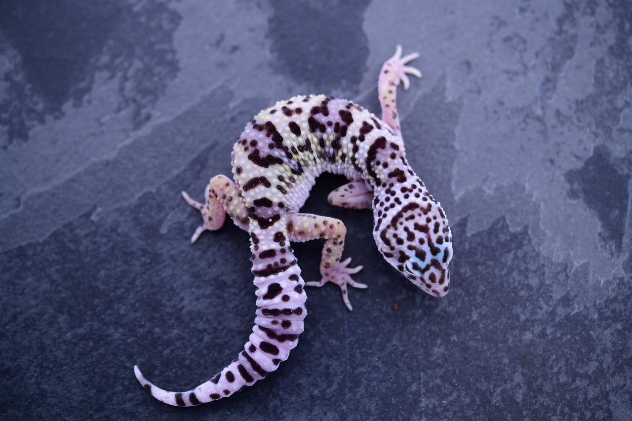 Pet only deals leopard geckos