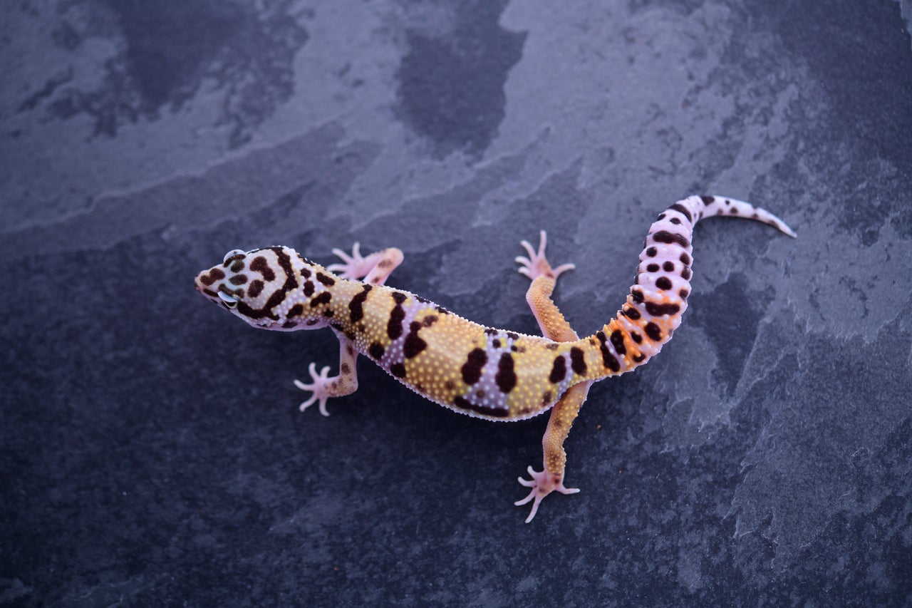 Pet only leopard geckos store