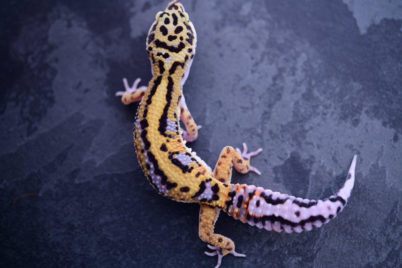 Pet only leopard geckos discount