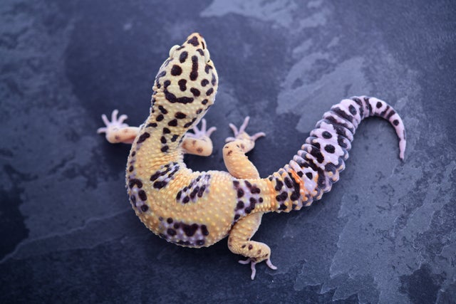 Pet only leopard geckos 2025