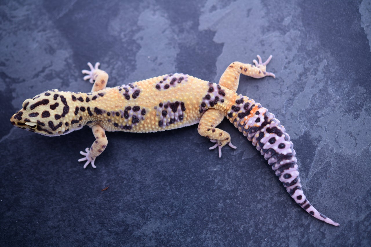 Pet Only Leopard Geckos Geckoboa