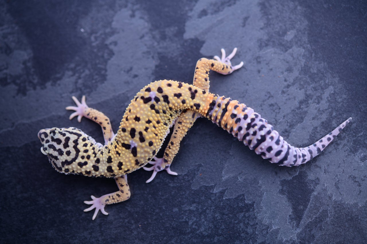 Pet Only Leopard Geckos Geckoboa