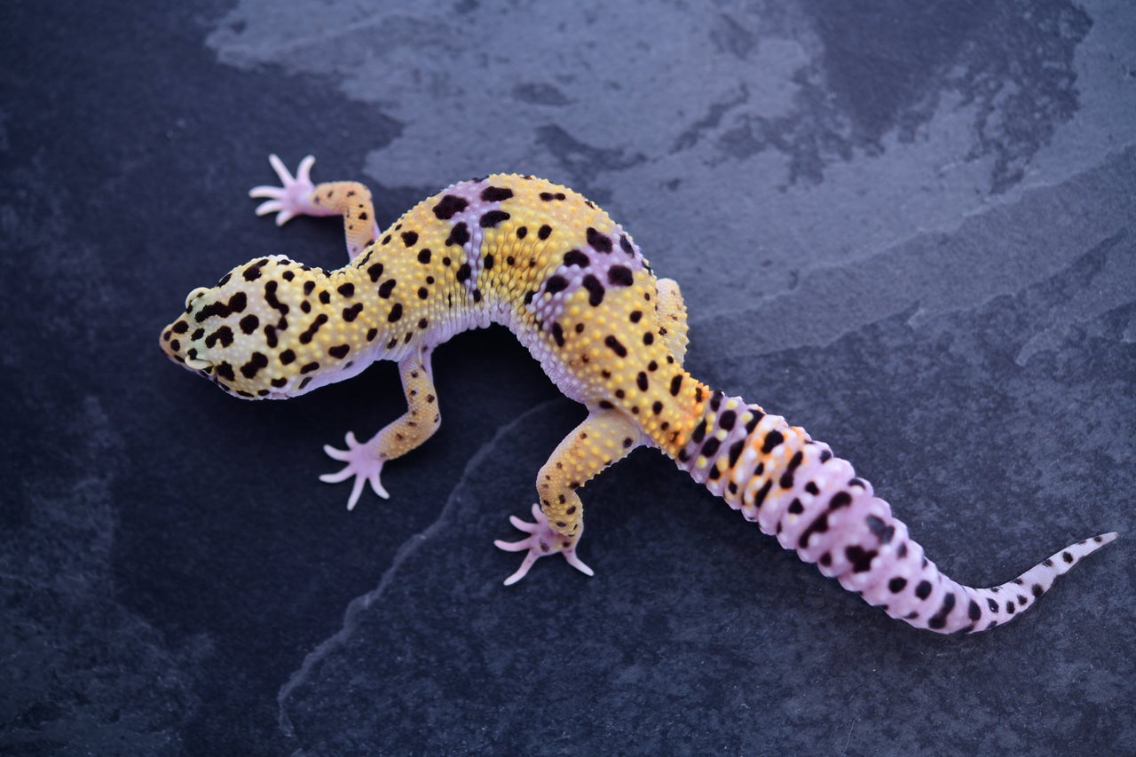 Pet Only Leopard Geckos Geckoboa