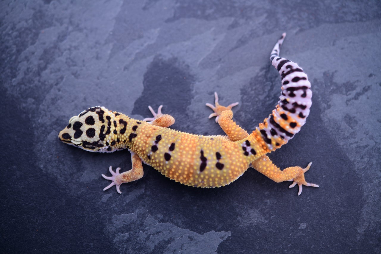 Pet only leopard geckos discount