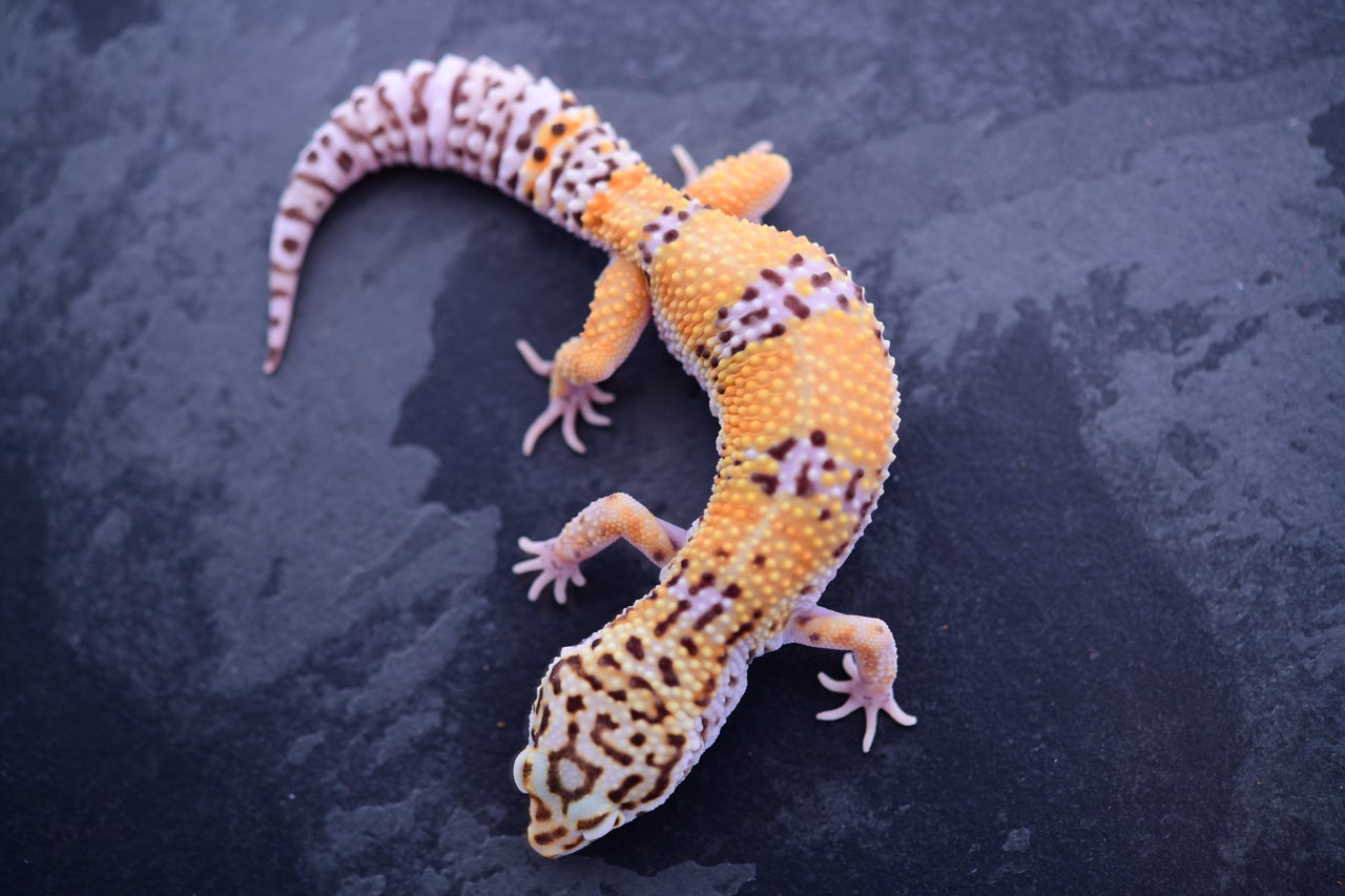 Pet only cheap leopard geckos