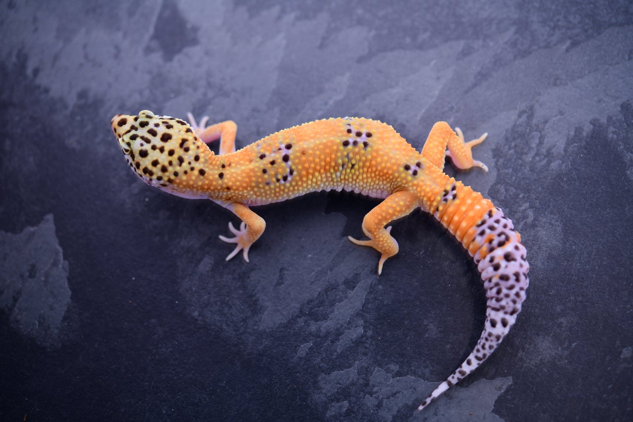 Pet only leopard best sale geckos for sale